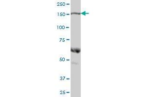 COLEC12 MaxPab polyclonal antibody.