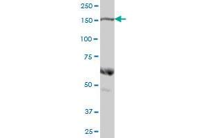 COLEC12 MaxPab polyclonal antibody. (COLEC12 anticorps  (AA 1-622))
