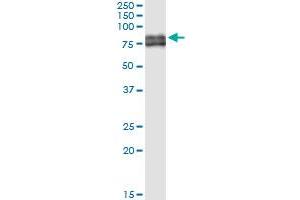 Immunoprecipitation of PTGS1 transfected lysate using anti-PTGS1 MaxPab rabbit polyclonal antibody and Protein A Magnetic Bead , and immunoblotted with PTGS1 purified MaxPab mouse polyclonal antibody (B01P) .