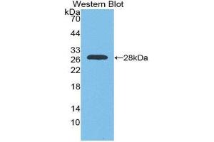 Western Blotting (WB) image for anti-Myogenin (Myogenic Factor 4) (MYOG) (AA 4-219) antibody (ABIN2119141) (Myogenin anticorps  (AA 4-219))