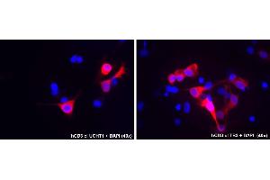 Immunocytochemistry staining of human CD3 epsilon and CD3 gamma transfected COS cells using mouse monoclonal antibodies anti-CD3, clones UCHT1 (left) and TB3 (right) indicated by Alexa Fluor 555 signal (red), DNA stained by DAPI (blue).