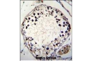 PTCHD3 Antibody (C-term) (ABIN655356 and ABIN2844915) immunohistochemistry analysis in formalin fixed and paraffin embedded human testis tissue followed by peroxidase conjugation of the secondary antibody and DAB staining.