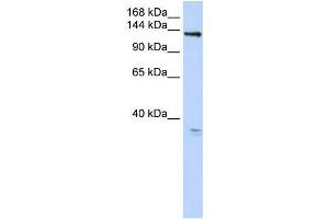 Human 293T; WB Suggested Anti-TMEM16C Antibody Titration: 0. (ANO3 anticorps  (C-Term))
