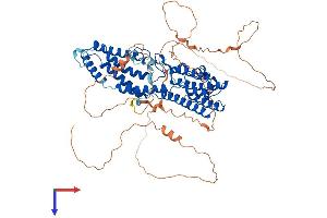 AlphaFold protein structure predicition of Mouse Recombinant Best3 Protein, UniprotID Q6H1V1
