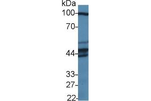 Western Blot; Sample: Human HepG2 cell lysate; Primary Ab: 1µg/ml Rabbit Anti-Human PUS1 Antibody Second Ab: 0. (PUS1 anticorps  (AA 1-427))