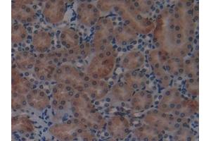 Detection of RNASE3 in Mouse Kidney Tissue using Polyclonal Antibody to Ribonuclease A3 (RNASE3)