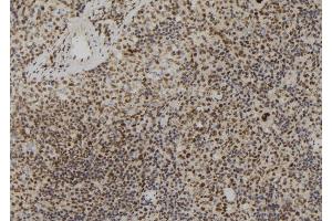 ABIN6273053 at 1/100 staining Mouse spleen tissue by IHC-P. (Lamin B2 anticorps  (Internal Region))