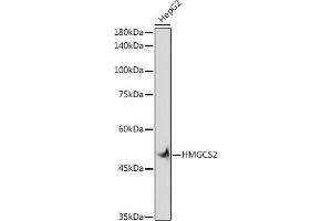 Western blot analysis of extracts of HepG2 cells, using HMGCS2 antibody (ABIN7265328) at 1:1000 dilution. (HMGCS2 anticorps)