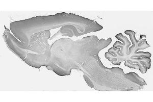 Adult rat brain immunohistochemistry.
