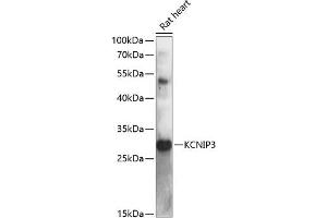 Western blot analysis of extracts of rat heart, using KCNIP3 antibody (ABIN6134332, ABIN6142715, ABIN6142716 and ABIN6217806) at 1:3000 dilution. (DREAM anticorps  (AA 1-100))