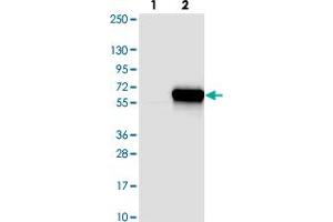 Western blot analysis of Lane 1: Negative control (vector only transfected HEK293T lysate). (DNAJC16 anticorps)