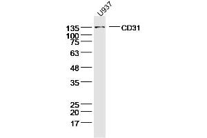 U937 lysates probed with CD31 Polyclonal Antibody, Unconjugated  at 1:300 dilution and 4˚C overnight incubation. (CD31 anticorps  (AA 681-738))