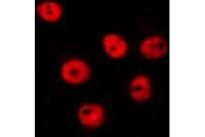 ABIN6275609 staining Hela by IF/ICC. (SFRS8 anticorps  (N-Term))