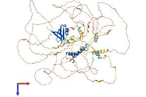 AlphaFold protein structure predicition of Human Recombinant SYNPO2L Protein, UniprotID Q9H987