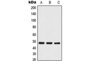 Western blot analysis of TRIP13 expression in Jurkat (A), NIH3T3 (B), PC12 (C) whole cell lysates. (TRIP13 anticorps  (C-Term))