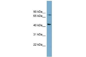 WB Suggested Anti-FZD6 Antibody Titration:  0. (FZD6 anticorps  (Middle Region))