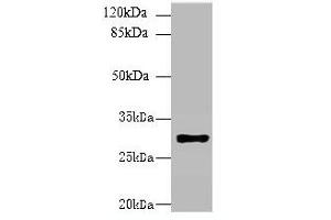 Image no. 2 for anti-Major Histocompatibility Complex, Class II, DR beta 4 (HLA-DRB4) (AA 30-227) antibody (ABIN6060855) (HLA-DRB4 anticorps  (AA 30-227))