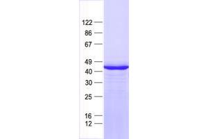 Validation with Western Blot