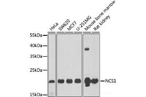 Western blot analysis of extracts of various cell lines using NCS1 Polyclonal Antibody at dilution of 1:1000. (NCS1 anticorps)