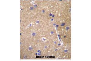 ABCC12 Antibody (Center) (ABIN657120 and ABIN2846265) immunohistochemistry analysis in formalin fixed and paraffin embedded human brain tissue followed by peroxidase conjugation of the secondary antibody and DAB staining.