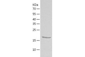 Western Blotting (WB) image for M-Cadherin (CDH15) (AA 61-246) protein (His-IF2DI Tag) (ABIN7123819)