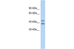 Host: Rabbit Target Name: DHODH Sample Type: HepG2 Whole cell lysates Antibody Dilution: 1. (DHODH anticorps  (N-Term))