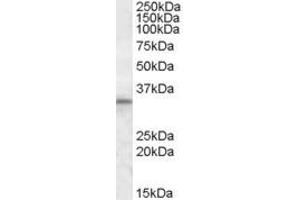 ABIN335140 (1µg/ml) staining of Human Testis lysate (35µg protein in RIPA buffer). (HAX1 anticorps  (Internal Region))