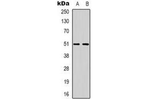 Western blot analysis of GPCR135 expression in SKNSH (A), K562 (B) whole cell lysates. (Relaxin 3 Receptor 1 anticorps)