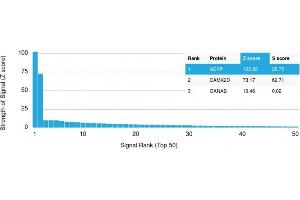 Analysis of Protein Array containing >19,000 full-length human proteins using PSAP Mouse Monoclonal Antibody (rACPP/1338) Z- and S- Score: The Z-score represents the strength of a signal that a monoclonal antibody (Monoclonal Antibody) (in combination with a fluorescently-tagged anti-IgG secondary antibody) produces when binding to a particular protein on the HuProtTM array. (Recombinant ACPP anticorps)