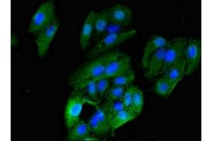 Immunofluorescent analysis of HepG2 cells using ABIN7155233 at dilution of 1:100 and Alexa Fluor 488-congugated AffiniPure Goat Anti-Rabbit IgG(H+L) (HRH1 anticorps  (AA 211-416))