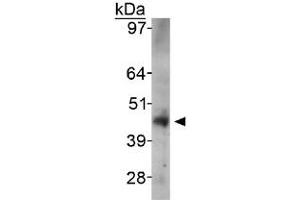 Western blot analysis of SIRT6 in HeLa whole cell lysate with SIRT6 polyclonal antibody . (SIRT6 anticorps  (AA 250-350))