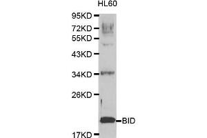 Western blot analysis of extracts of HL60 cell lines, using BID antibody. (BID anticorps  (AA 1-130))