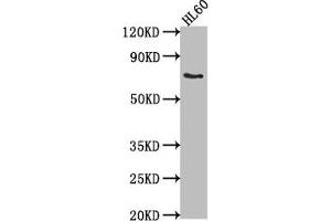 Western Blot Positive WB detected in: HL60 whole cell lysate All lanes: LRIT1 antibody at 1:2000 Secondary Goat polyclonal to rabbit IgG at 1/50000 dilution Predicted band size: 69 kDa Observed band size: 69 kDa (LRIT1 anticorps  (AA 251-456))