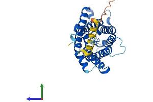 AlphaFold protein structure predicition of Mouse Recombinant Aqp2 Protein, UniprotID P56402