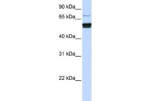Human 721_B; WB Suggested Anti-ZNF93 Antibody Titration: 0. (ZNF93 anticorps)