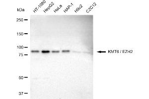 anti-Enhancer of Zeste Homolog 2 (EZH2) antibody