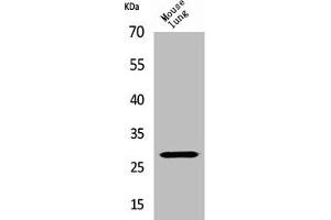 Western Blot analysis of mouse lung cells using Chymase Polyclonal Antibody