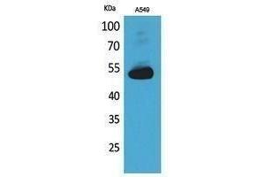 Western Blotting (WB) image for anti-Annexin A7 (ANXA7) (Internal Region) antibody (ABIN3187881) (Annexin VII anticorps  (Internal Region))