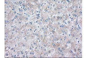 Image no. 5 for anti-Eukaryotic Translation Initiation Factor 2 Subunit 1 (EIF2S1) antibody (ABIN1497972)
