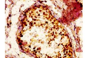 IHC image of ABIN7166993 diluted at 1:300 and staining in paraffin-embedded human testis tissue performed on a Leica BondTM system.