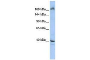 Image no. 1 for anti-Eukaryotic Translation Initiation Factor 4 Gamma, 1 (EIF4G1) (AA 539-588) antibody (ABIN6742990)