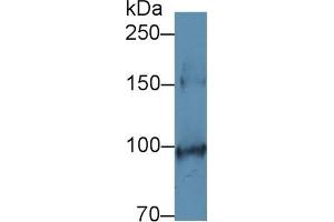 Detection of SCFR in Mouse Colon lysate using Polyclonal Antibody to Stem Cell Factor Receptor (SCFR) (KIT anticorps  (AA 343-527))