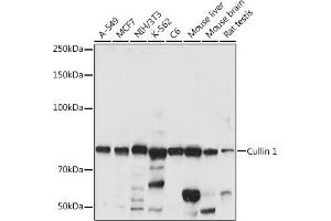 Western blot analysis of extracts of various cell lines, using Cullin 1 antibody (ABIN3015863, ABIN3015864, ABIN3015865 and ABIN6219345) at 1:1000 dilution.