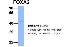 Host:  Rabbit  Target Name:  FOXA2  Sample Type:  Human Fetal Brain  Antibody Dilution:  1. (FOXA2 anticorps  (Middle Region))