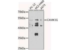 Western blot analysis of extracts of various cell lines, using CG antibody  at 1:1000 dilution. (CAMK1G anticorps  (AA 217-476))