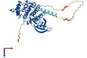 AlphaFold protein structure predicition of Human Recombinant CDKL4 Protein, UniprotID Q5MAI5