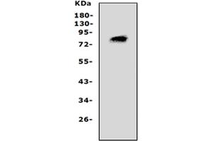 Western blot analysis of PCSK4 using anti-PCSK4 antibody (ABIN3042910).