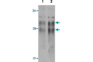 Western blot analysis of CRISP2 in human testis tissue lysate with CRISP2 polyclonal antibody  at (1) 0. (CRISP2 anticorps  (N-Term))