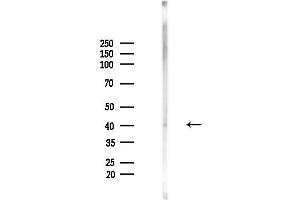 Western blot analysis of lysates from Mouse brain, using Phospho-Kir6.
