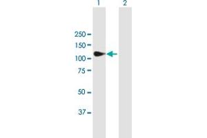 Western Blot analysis of MATN2 expression in transfected 293T cell line by MATN2 MaxPab polyclonal antibody.